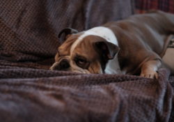 Sleepy Dog